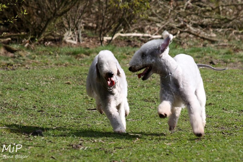 2011-04-02 Aveline Alanna Svet (10).jpg - Arc-en-ciel Alanna & Airis Blue Volshebny Svet